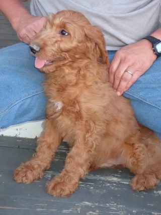 Homer, New Goldendoodle Puppy From Red Cedar Farms For Stan And Tia In Minneapolis, MN