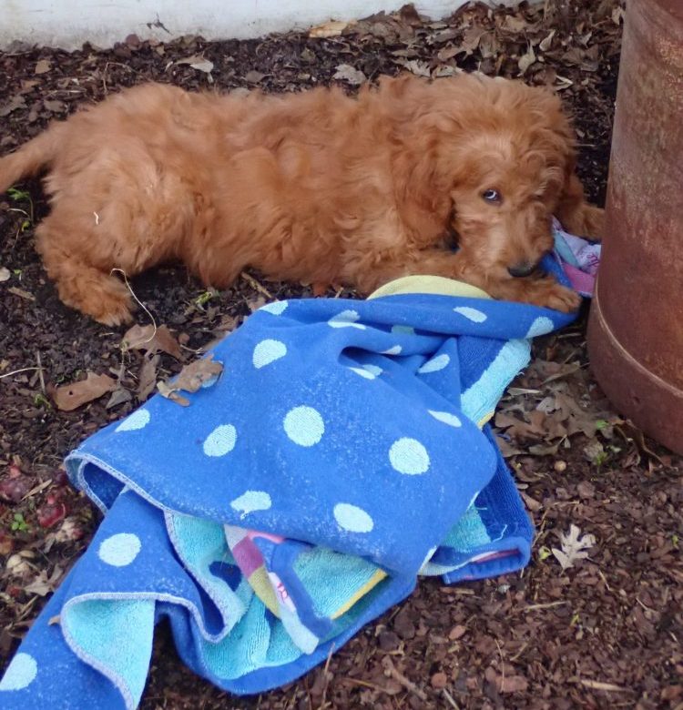 Spicer2 one of our Adorable Goldendoodle puppies with her new blue blanket.