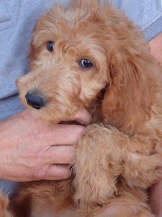 Darling Female Goldendoodle Puppy On Her Way To Her New Home In Granite Falls Minnesota