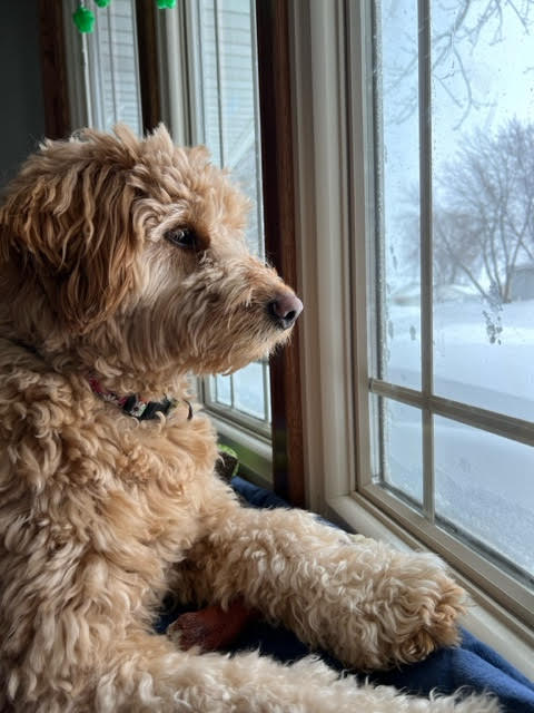 Margo spends this long winter watching her squirrel friends!!!😍😍😍😍