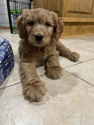 Charli – Goldendoodle Puppy In Her New Home In Sauk Rapids, MN