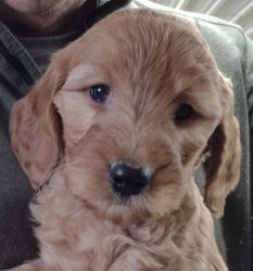 Jeva – Goldendoodle Puppy For Sale In Minnesota