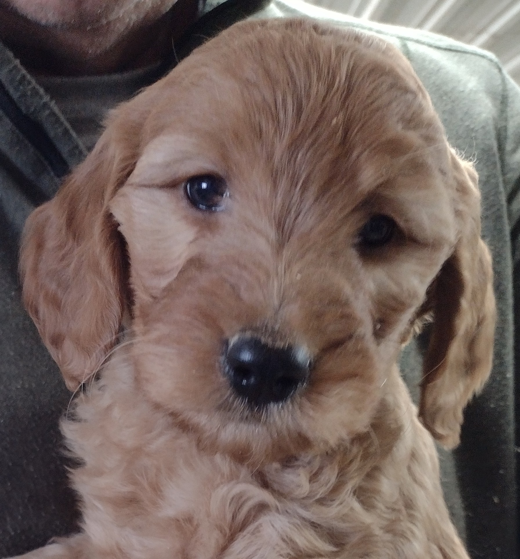Congratulations Anderson Family On Your New Goldendoodle Puppy From Red Cedar Farms!