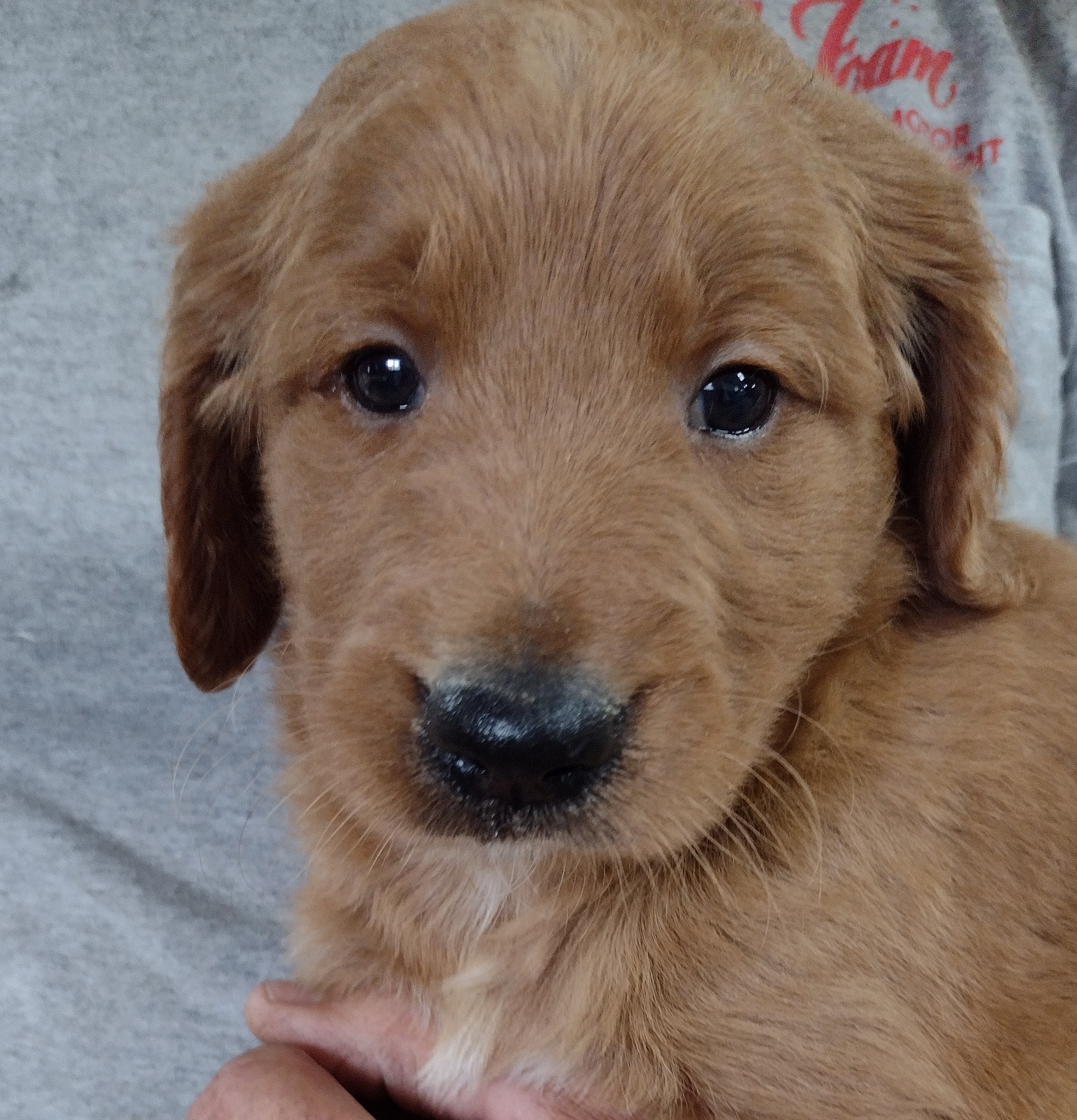 Maverick Goldendoodle Puppy For Sale in Minnesota Red Cedar Farms