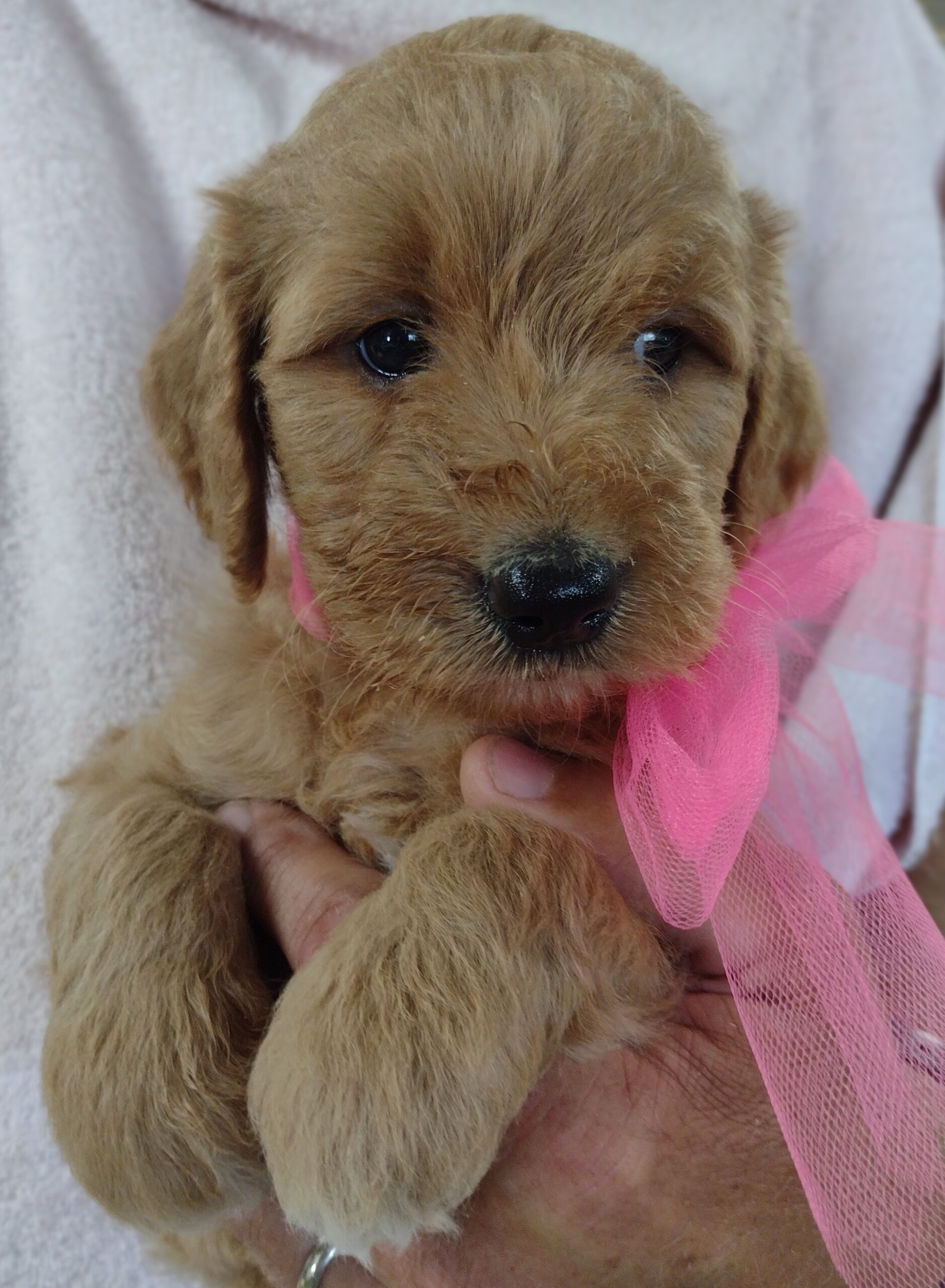 CONGRATULATIONS Kyle And Jessi From Maple Grove, MN On Your New Puppy From Red Cedar Farms Goldendoodles In Hutchinson, MN!!