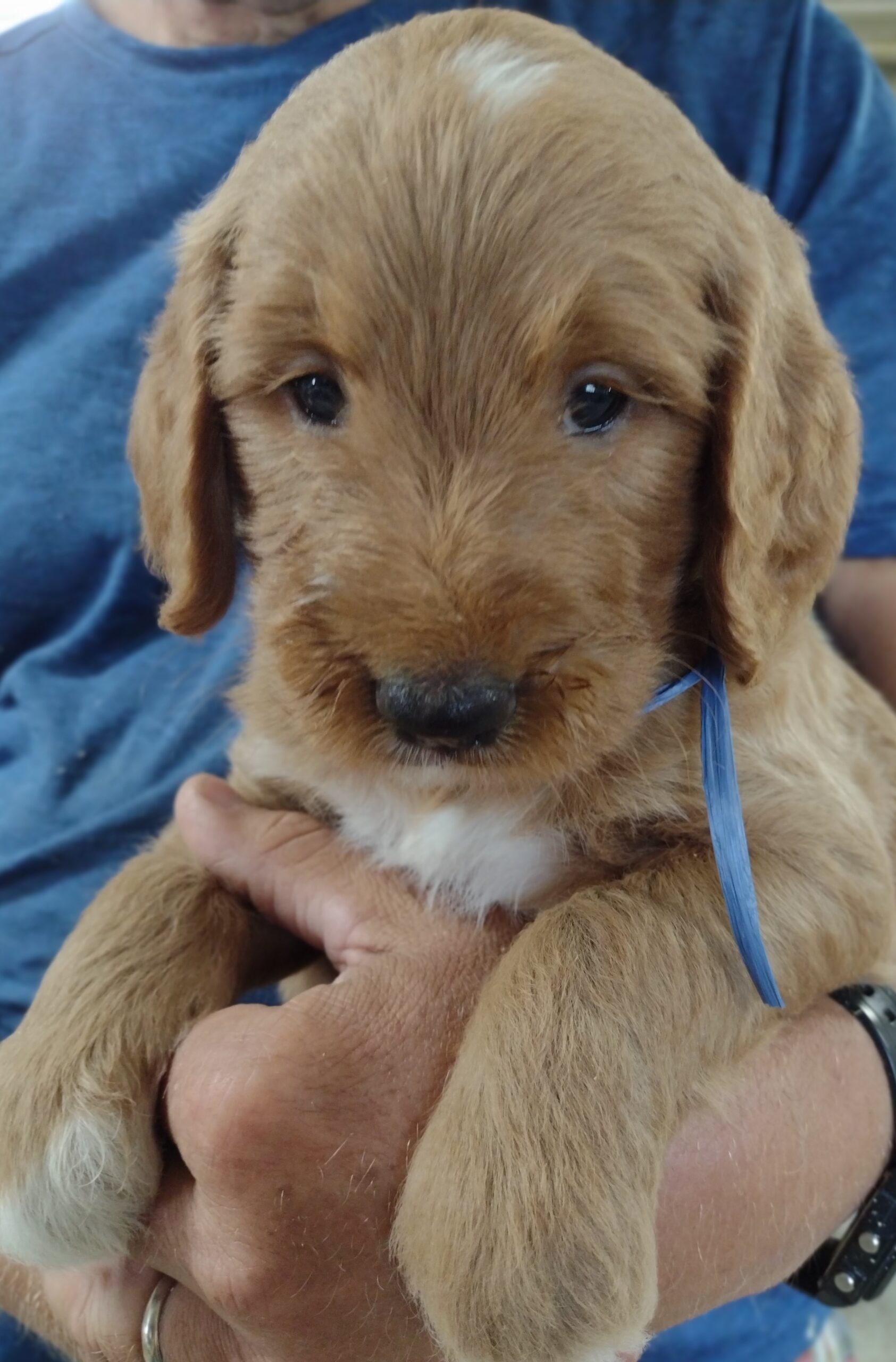 Congratulations Peter And Family From St. Paul, MN On Your New Goldendoodle Puppy From Red Cedar Farms In Hutchinson, MN!!