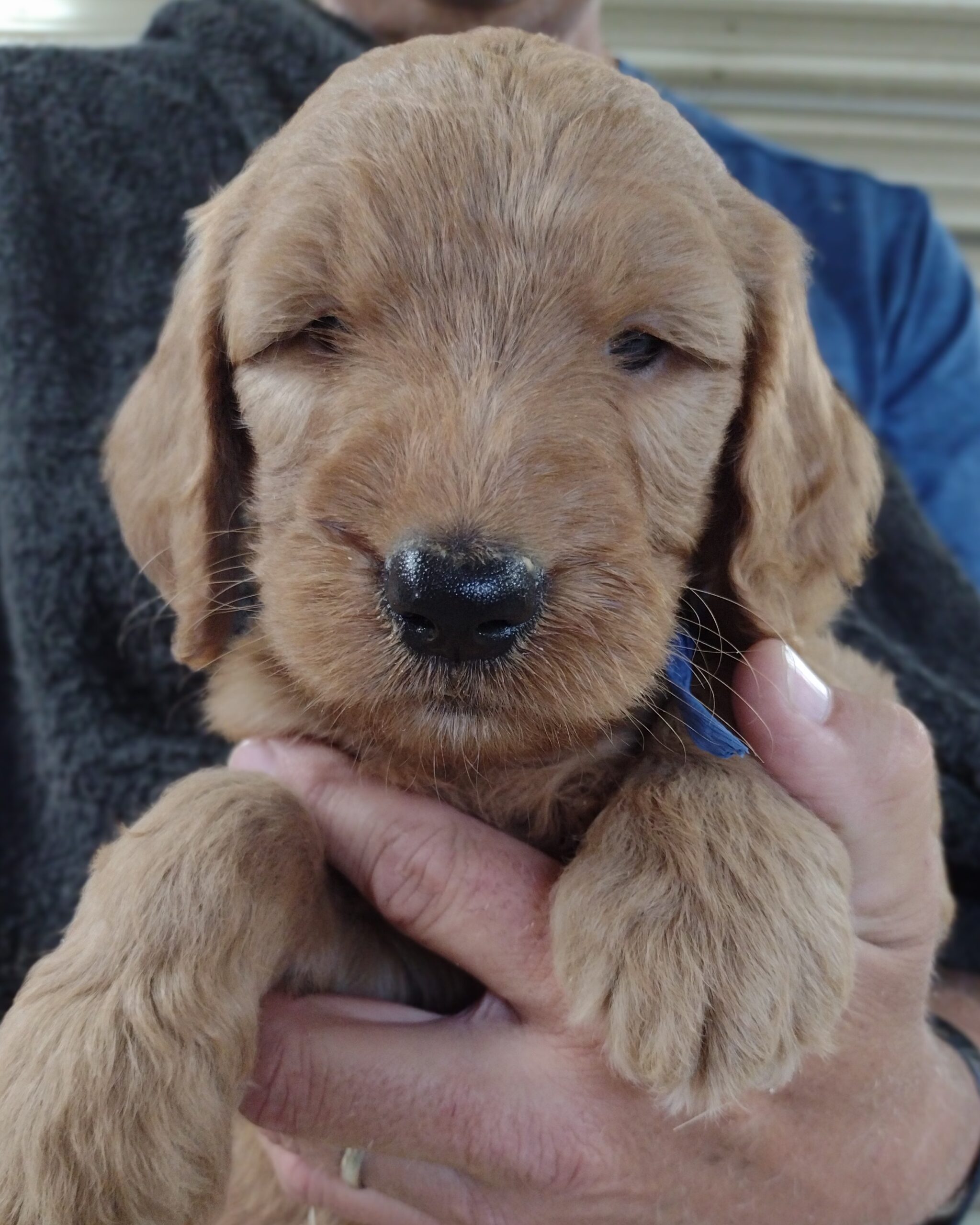 CONGRATULATIONS Bethany And Family From Watertown, MN On Your Lovely Goldendoodle Puppy From Red Cedar Farms In Hutchinson, MN!!