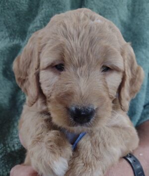 Stunning Joey!  Goldendoodle Puppy Ready Early September!  Reserve Your New Friend Today!!