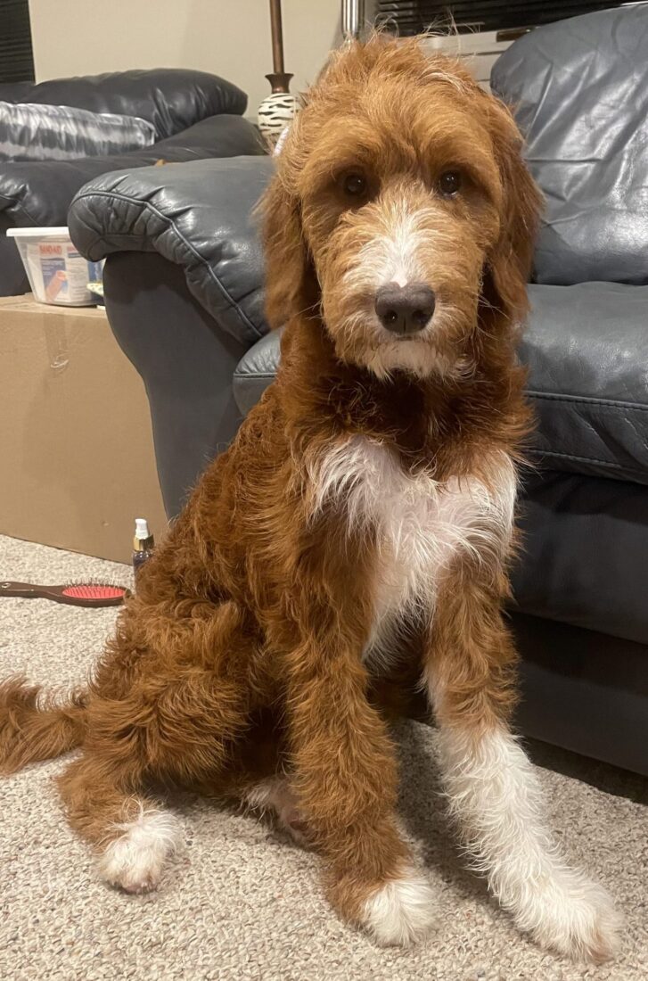 Birdie – Red Cedar Farms Goldendoodle Dog From Victoria Minnesota