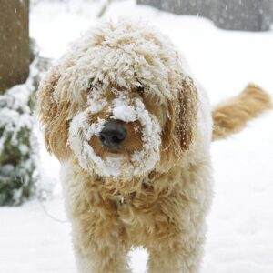 Photo of a really cute golden doodle dog from red Cedar farms. Golden doodle readers in Minnesota playing in the sgolden doodle breeders in minnesota, playing in the snow.