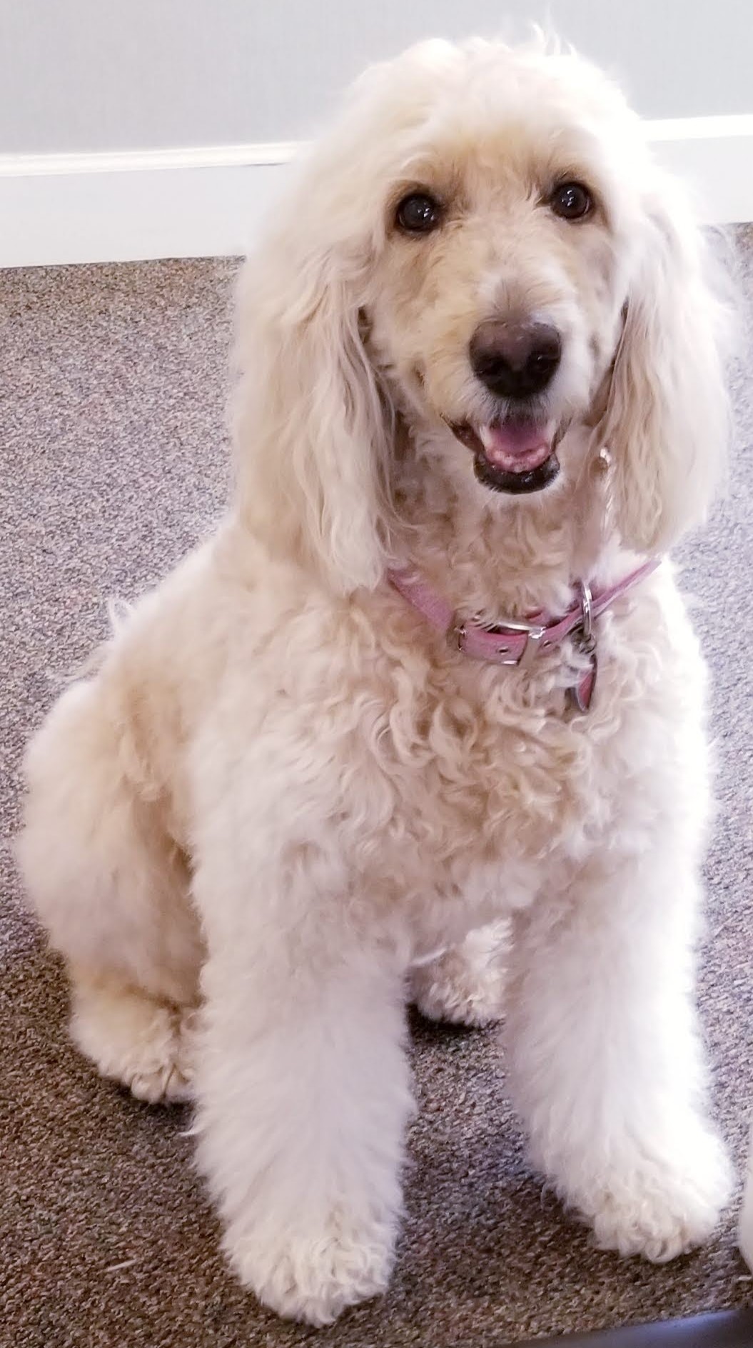 Zoey, Beloved Dog Of Pamela