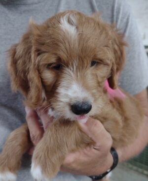 Stunning Hazel!  As Darling On The Outside As She Is Inside!  Come Meet Your New Friend Today At Red Cedar Farms Goldendoodles In Hutchinson, MN!