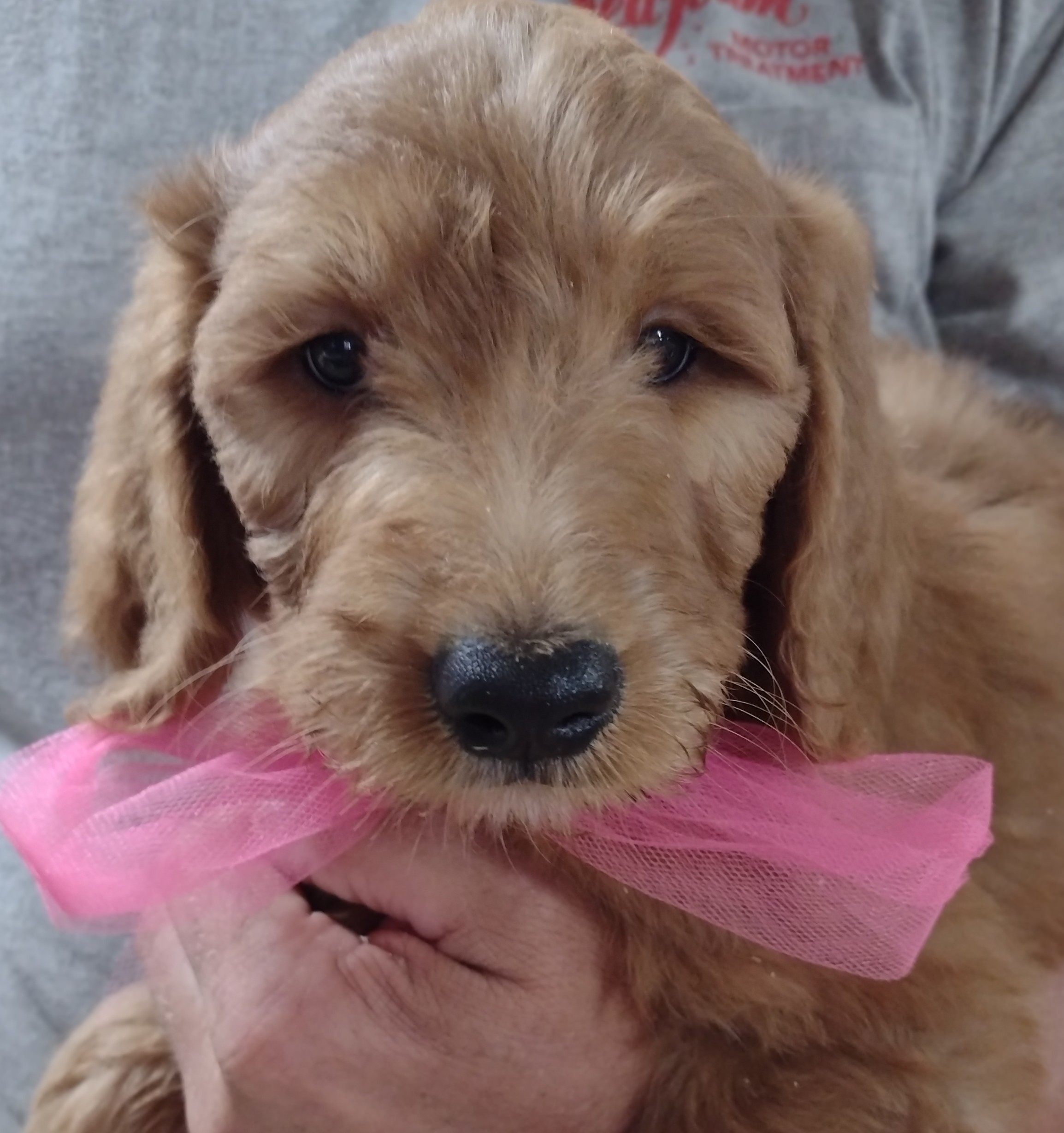 CONGRATULATIONS Jeremy And Courtney On Your New Red Cedar Farms Goldendoodle From Hutchinson, MN!