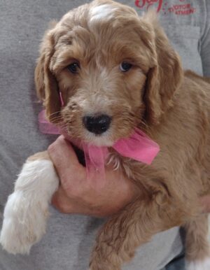 Hoping Heidi Is Just Who You Are Looking For!  Sweet, Chill, Loveable!  Meet Her Today At Red Cedar Farms Goldendoodles In Hutchinson, MN!