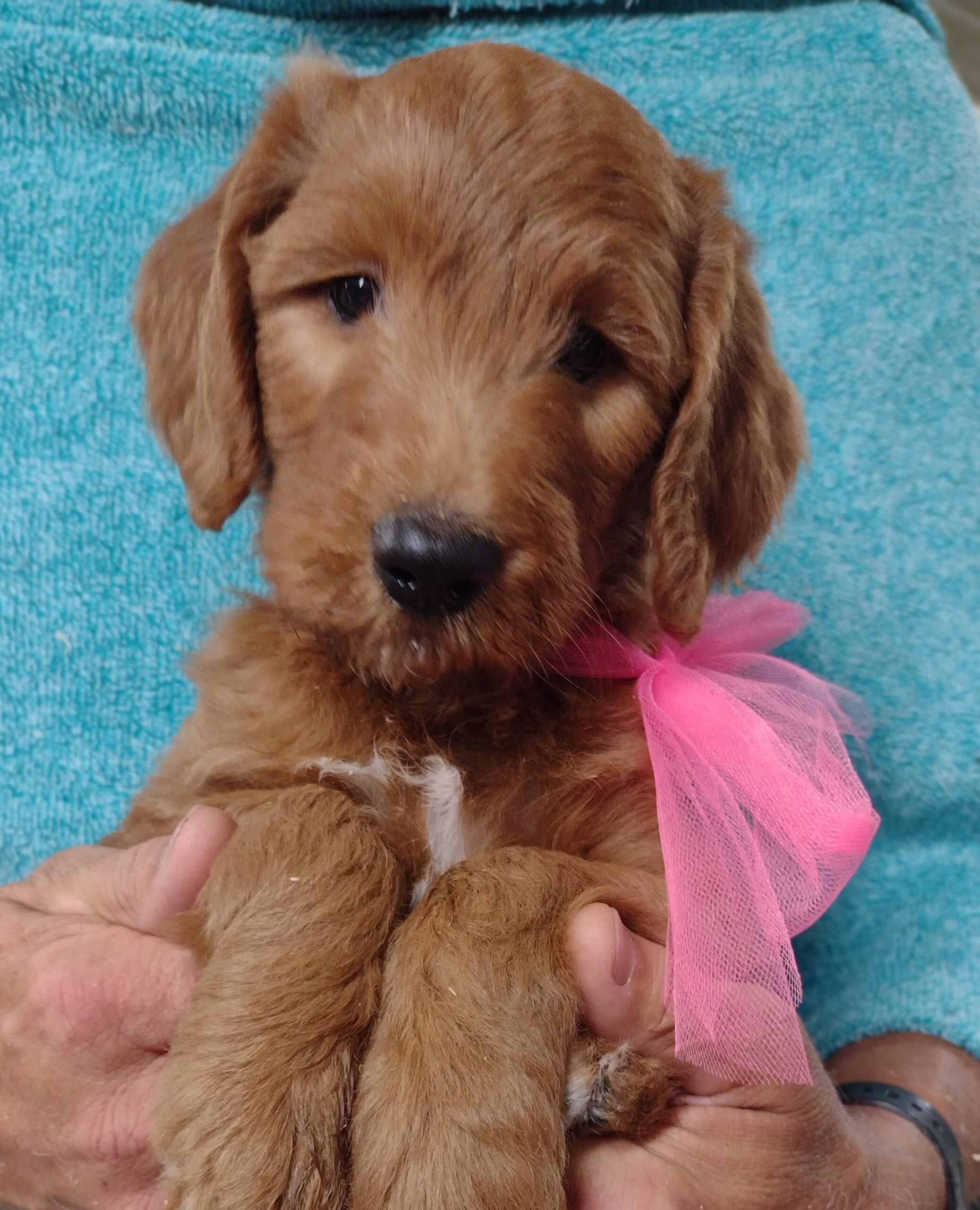 CONGRATULATIONS Dale And Laurel On Your New Female Goldendoodle Puppy From Red Cedar Farms Goldendoodles In Hutchinson, MN!
