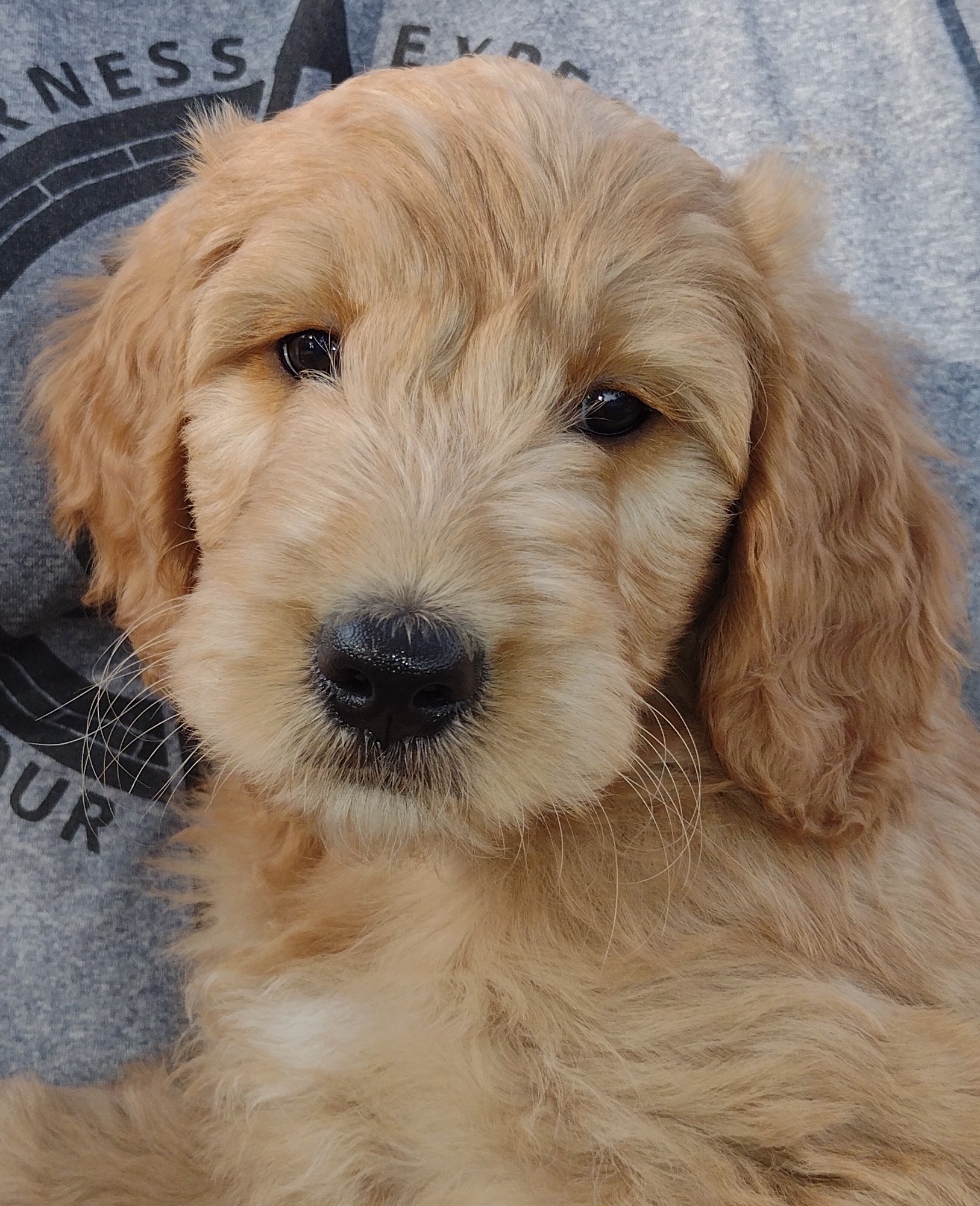 CONGRATULATIONS Mona From Pillager On Your New Goldendoodle Puppy From Red Cedar Farms, Hutchinson, MN