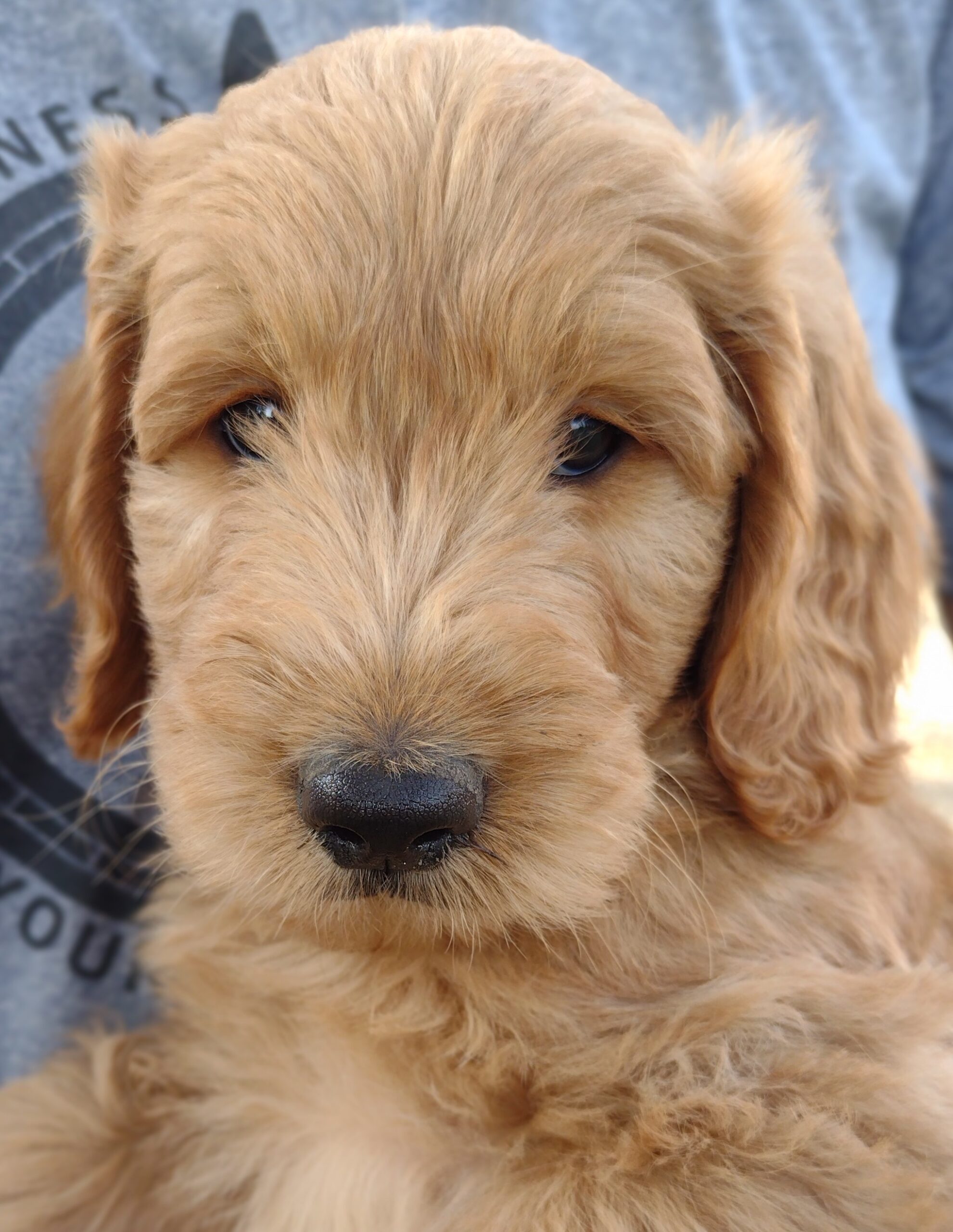 Meet Murphy…sweet As Sweet Can Be!  Darling Goldendoodle Male Available From Red Cedar Farms In Hutchinson, MN!
