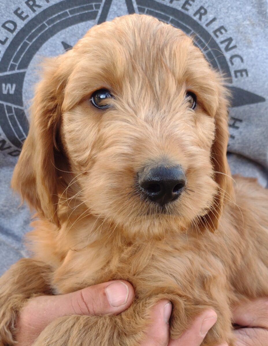 CONGRATULATIONS Art And Carolyn From North Carolina On Monty, A Lovely Male Goldendoodle Puppy From Red Cedar Farms!