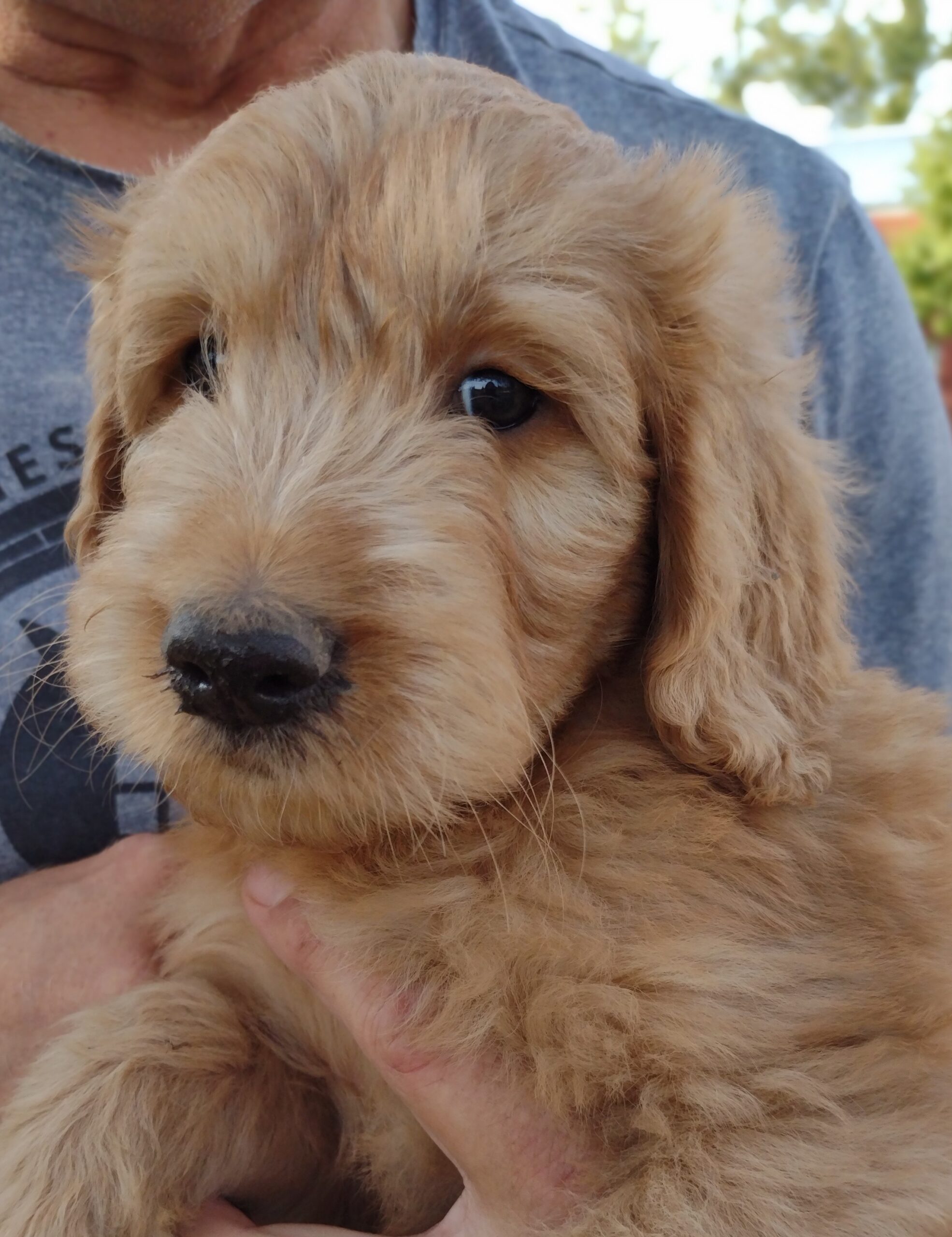 CONGRATULATIONS To Art And Carolyn In North Carolina On Your Addition Of Marley, A Goldendoodle Puppy From Red Cedar Farms In Hutchinson, MN!