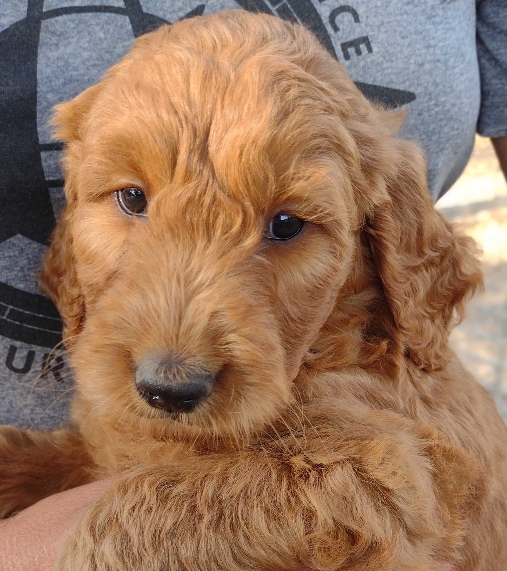 Meet Maya, A Lovely Red Goldendoodle Puppy From Red Cedar Farms In Hutchinson, MN.  Come And Meet Your New Friend Today!!