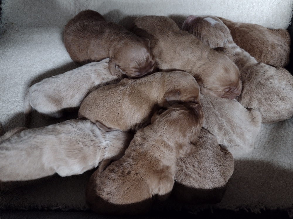 Thank You To All Of You Who Provided Loving Families For This Beautiful Litter Of Goldendoodles!!    Contact Us At Red Cedar Farms Today For More Information On Upcoming Litters!!