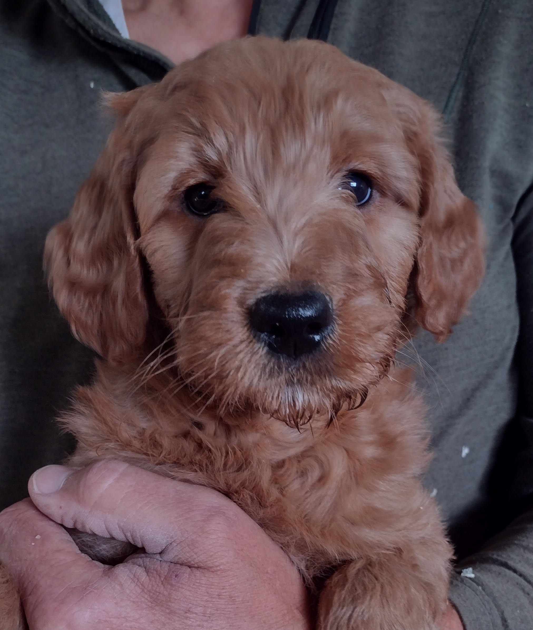 CONGRATULATIONS Allen And Michelle On Your Lovely Red Female Goldendoodle Puppy From Red Cedar Farms In Hutchinson, MN
