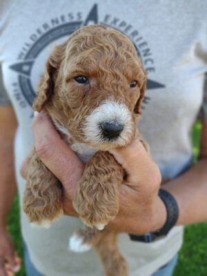 Oh Jackson…you Are Such A Sweet Puppy!!  Standard Poodle Male Available From Red Cedar Farms!