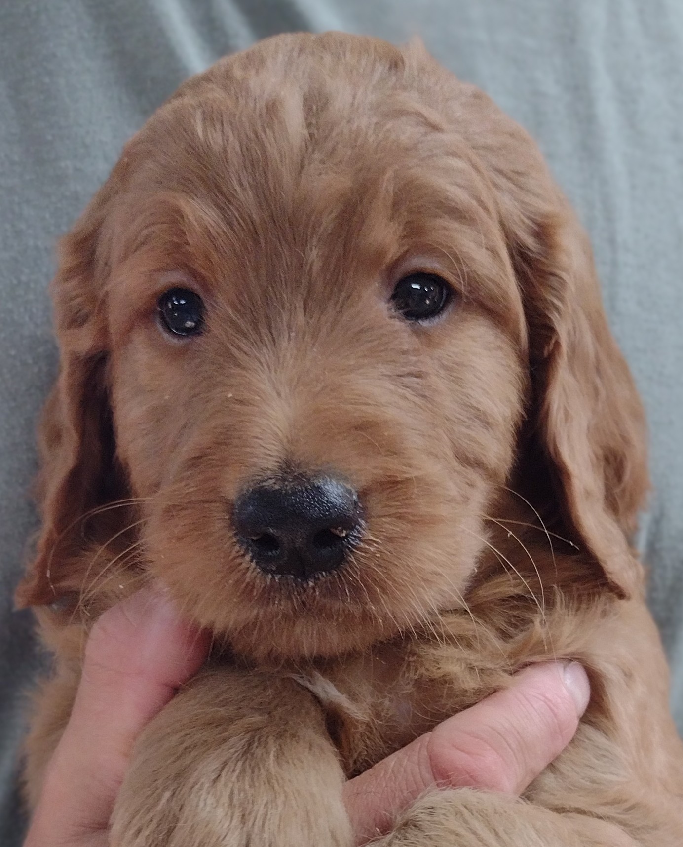 Congratulations Jon From Willmar, Mn On Your Handsome Red Goldendoodle Puppy From Red Cedar Farms In Hutchinson MN