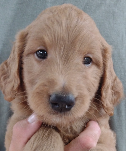 Congratulations Zach On Your Sweet, Calm Male Goldendoodle Puppy From Red Cedar Farms In Minnesota