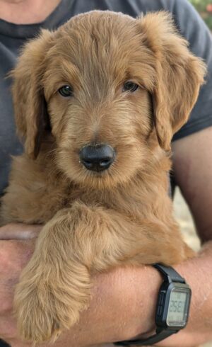 Goldendoodle Puppy For Sale In Hutchinson Minnesota – Meet Delbert Of Red Cedar Farms