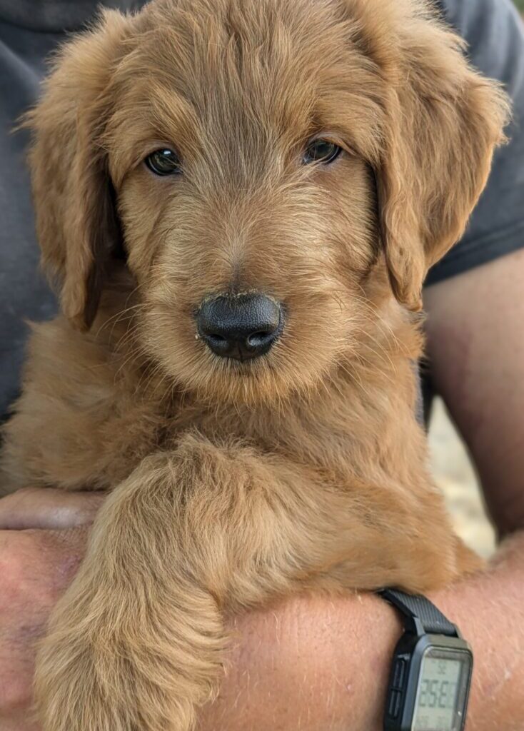 Photo Of Delbert, A Goldendoodle Puppy For Sale At Red Cedar Farms Goldendoodles In Minnesota