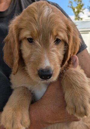 Sweet & Adorable Goldendoodle Puppy For Sale In Minnesota – Meet Dougie Of Red Cedar Farms