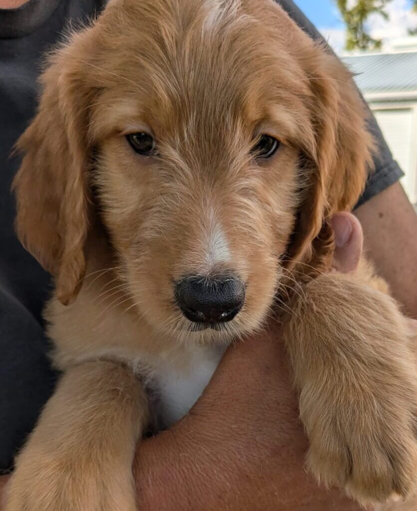 Dougie, A Goldendoodle Puppy For Sale At Red Cedar Farms Goldendoodles In Minnesota