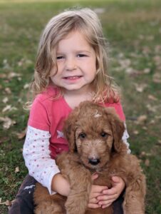 Red Goldendoodle puppy for sale in minnesota at Red Cedar Farms, poses with small girl.