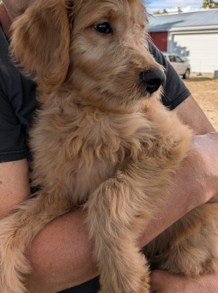 Honeyboy, A Goldendoodle Puppy For Sale At Red Cedar Farms In Minnesota