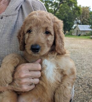 Gorgeous Goldendoodle Puppy For Sale In Hutchinson MN – Meet Rizzo