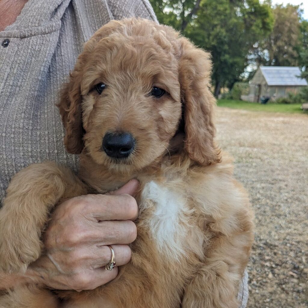 Rizzo, A Goldendoodle Puppy For Adoption In Minnesota At Red Cedar Farms