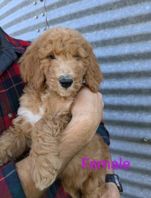 Goldendoodle Puppy For Sale In Hutchinson Minnesota – Meet Delbert Of Red Cedar Farms