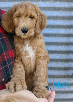 Sweet & Adorable Goldendoodle Puppy For Sale In Minnesota – Meet Dougie Of Red Cedar Farms