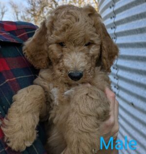 Red Goldendoodle Puppy For Sale In Minnesota – Meet Mr. Red Of Red Cedar Farms