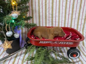 Welcome Beautiful Litter From Jewel!  We Are Excited To Have You Under Our Christmas Tree This Season!  Reserve Your Puppy Today From Red Cedar Farms!