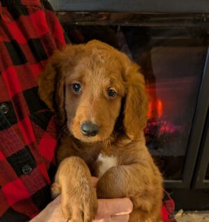 RED RED RED!!!  Beautiful Male Ready To Put Under Your Christmas Tree From Red Cedar Farms Goldendoodles!!