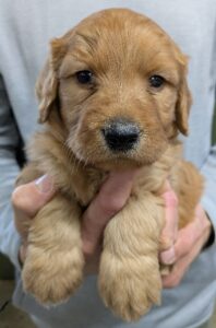 PXL 20250103 193159251.MP 1 Red Cedar Farms Goldendoodles Reputable Goldendoodle Puppy Breeders in Minnesota