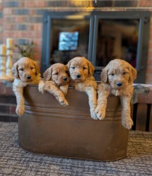 Cutest Copper Container Of Beautiful Goldendoodle Puppies Available Soon From Red Cedar Farms In Hutchinson, MN!