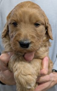 original 84ef03bb 92e0 4517 9e0f 8f48ce869f7f PXL 20250103 193333153 scaled e1736628666303 Red Cedar Farms Goldendoodles Reputable Goldendoodle Puppy Breeders in Minnesota