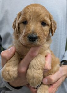 original a29715dd 0172 4ed1 92f8 a87166407230 PXL 20250103 193012256 scaled e1736628350351 Red Cedar Farms Goldendoodles Reputable Goldendoodle Puppy Breeders in Minnesota