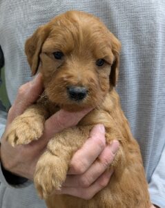 original f85b1061 ee41 4bdb 8632 20c854db6d8b PXL 20250103 192255509 Red Cedar Farms Goldendoodles Reputable Goldendoodle Puppy Breeders in Minnesota