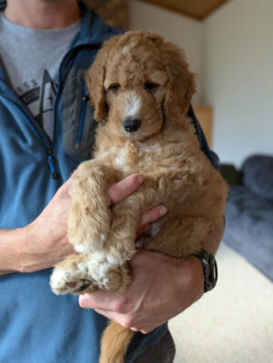 Meet Bentley!