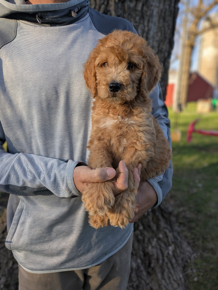 Meet Max!
