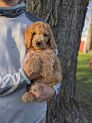Meet Cooper!
